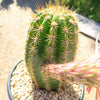 Trichocereus &