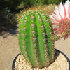 Trichocereus &