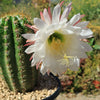 Trichocereus &