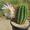 Trichocereus &