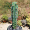 Bolivian Torch Cactus &