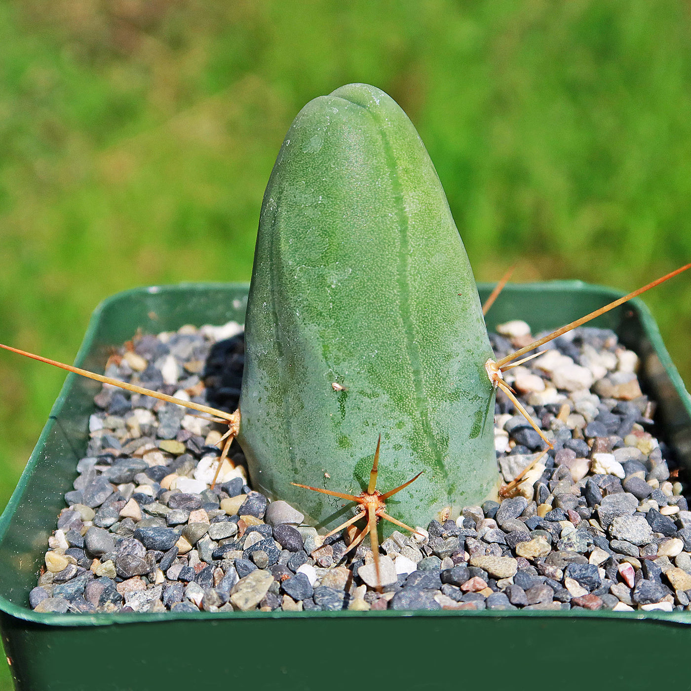 Penis Cactus - Trichocereus bridgesii monstrose