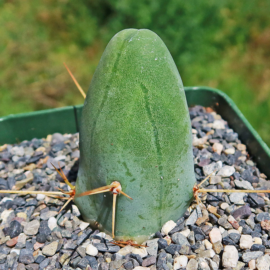 Penis Cactus ‘Trichocereus bridgesii monstrose’
