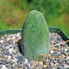 Penis Cactus - Trichocereus bridgesii monstrose