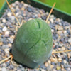 Penis Cactus - Trichocereus bridgesii monstrose