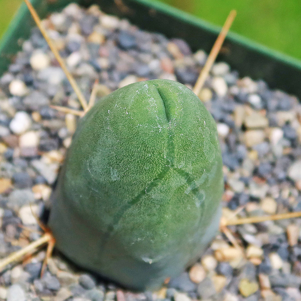 Penis Cactus ‘Trichocereus bridgesii monstrose’