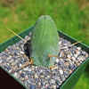 Penis Cactus - Trichocereus bridgesii monstrose