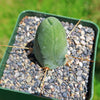 Penis Cactus - Trichocereus bridgesii monstrose