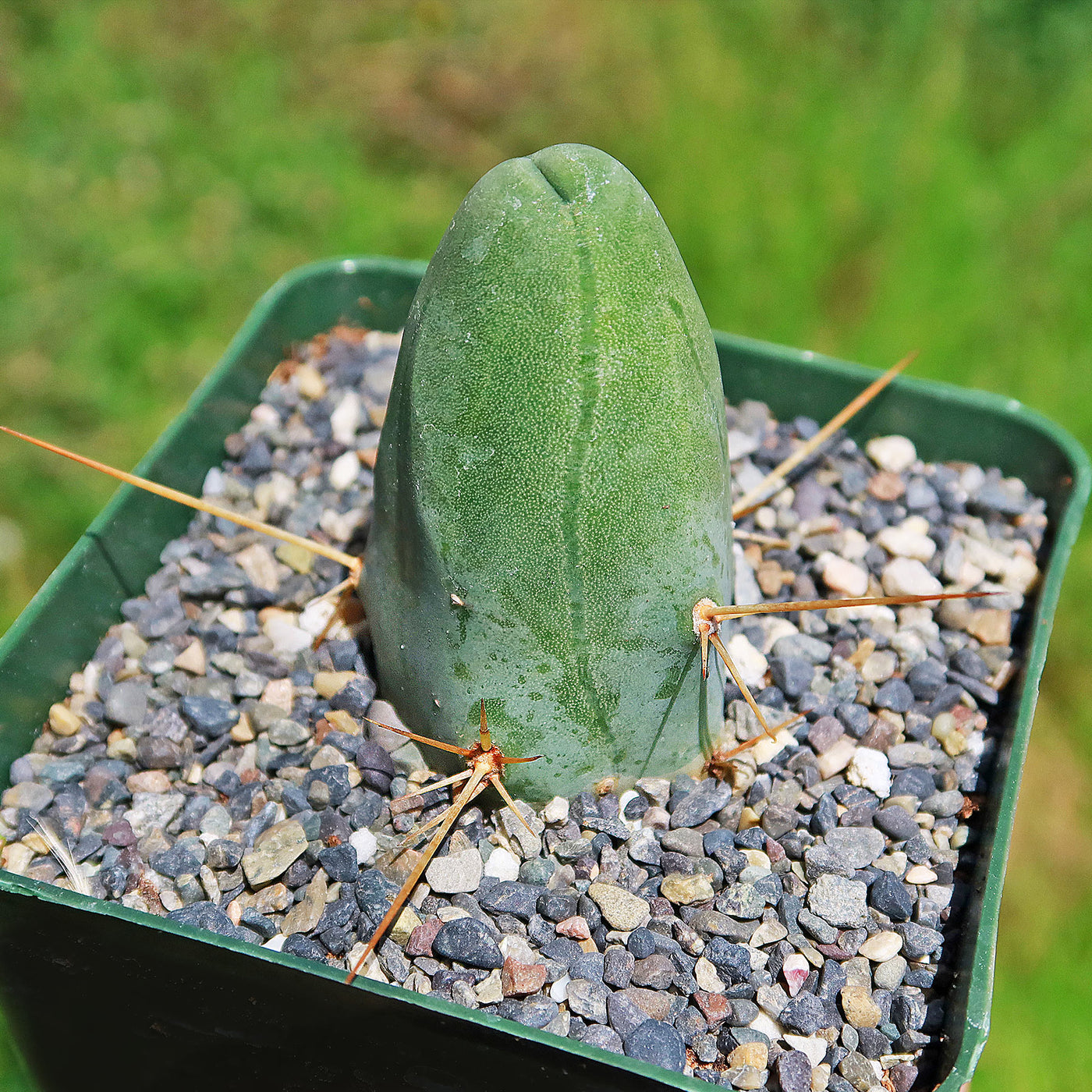 phallic succulent Shop 'Penis Cactus - Trichocereus bridgesii monstrose' Care & Info