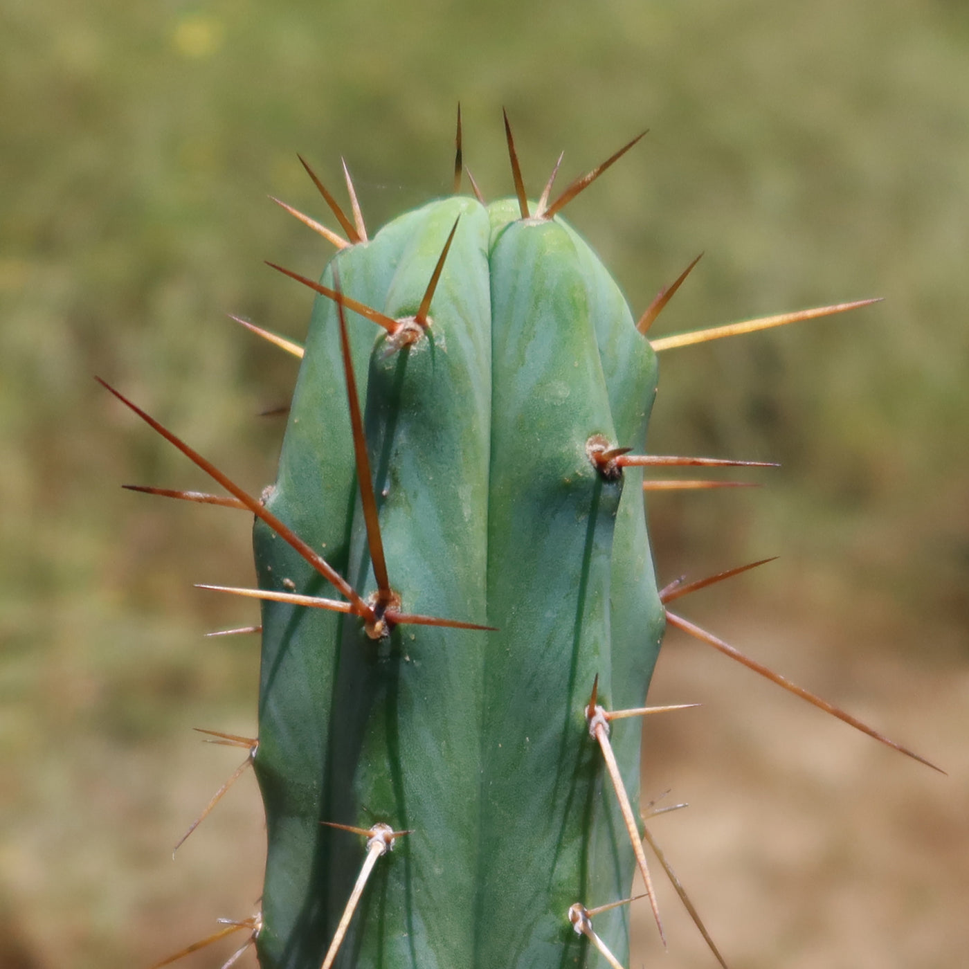 Bolivian Torch Cactus 'Trichocereus bridgesii'