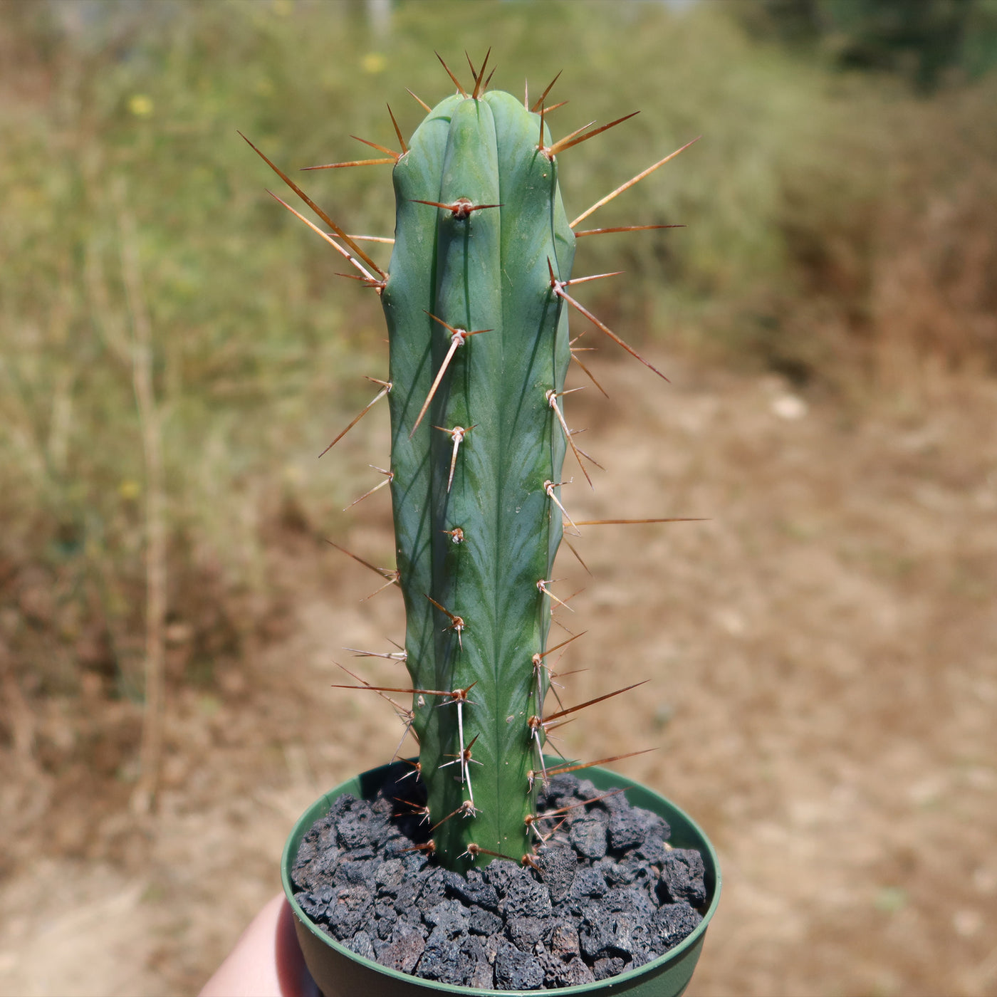 san pedro torch cactus for sale Bolivian Torch Cactus 'Trichocereus bridgesii'