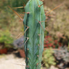 Bolivian Torch Cactus &