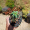 Bolivian Torch Cactus &