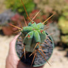 Bolivian Torch Cactus &