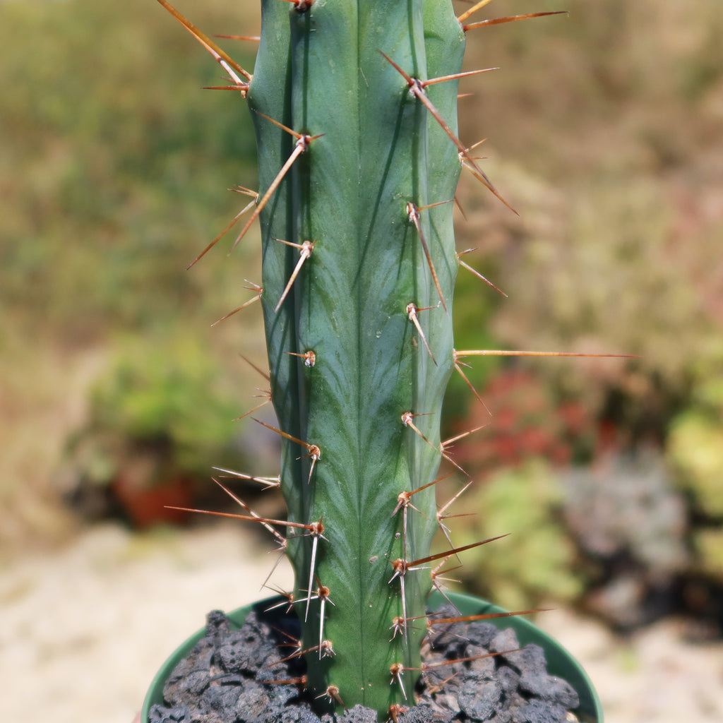 Bolivian Torch Cactus &