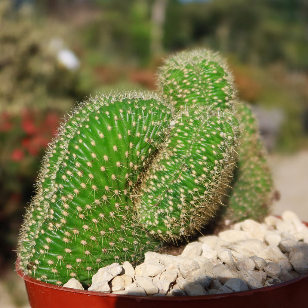 Trichocereus huascha cristata