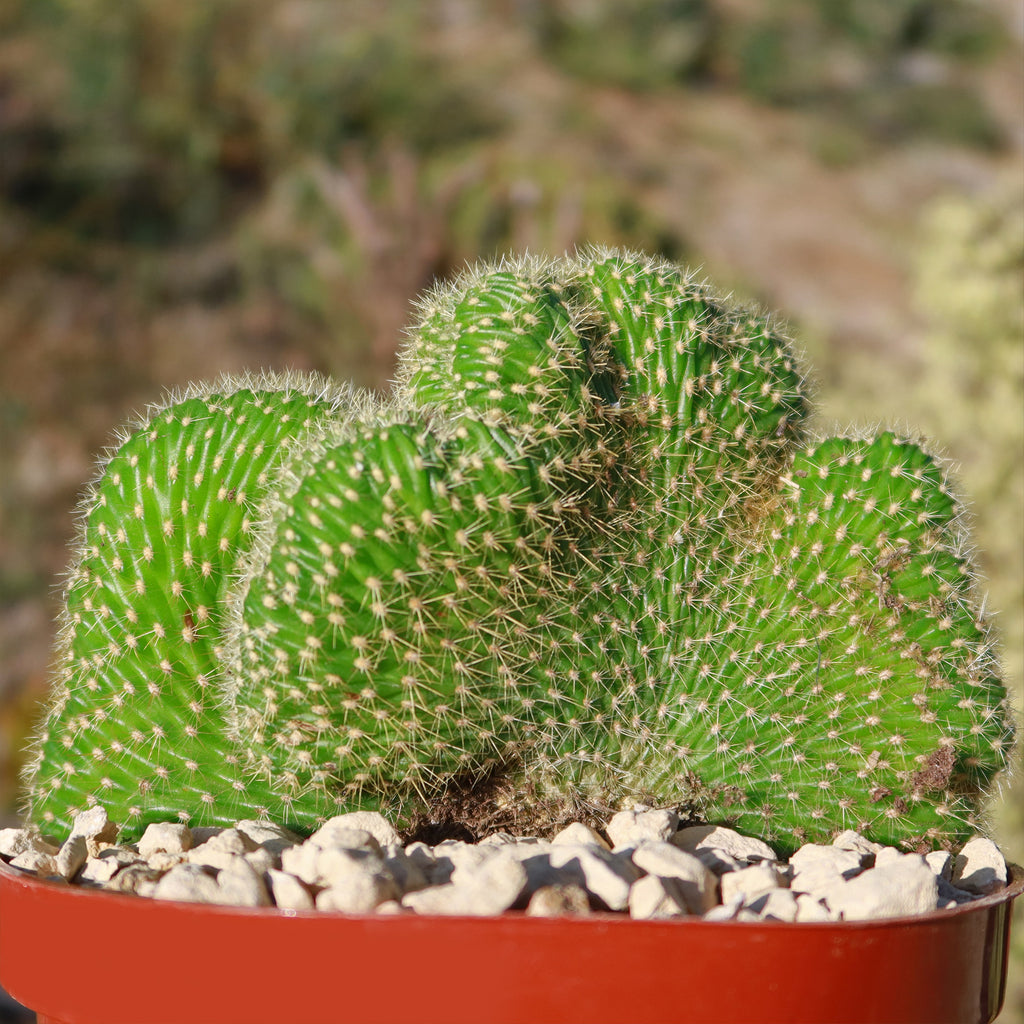 Trichocereus huascha cristata