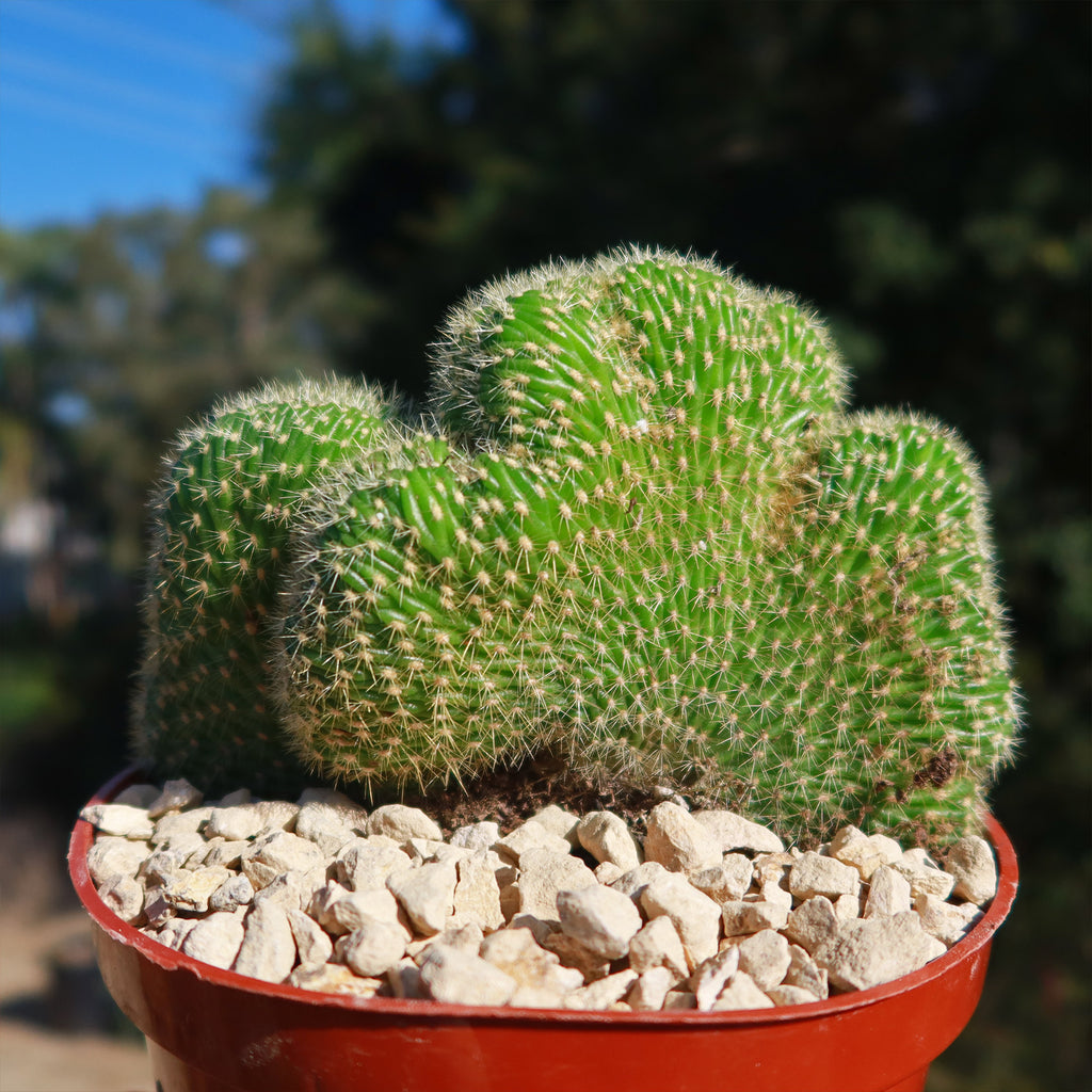 Trichocereus huascha cristata