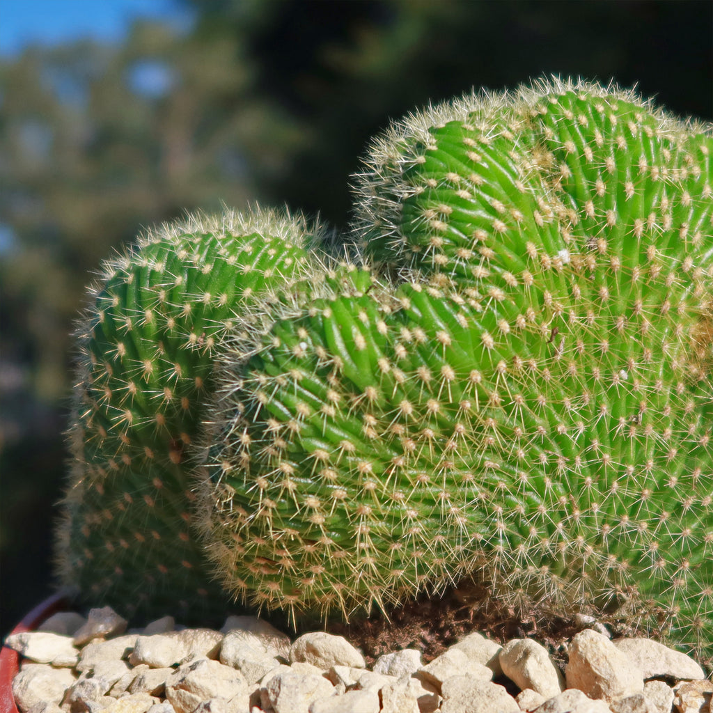 Trichocereus huascha cristata