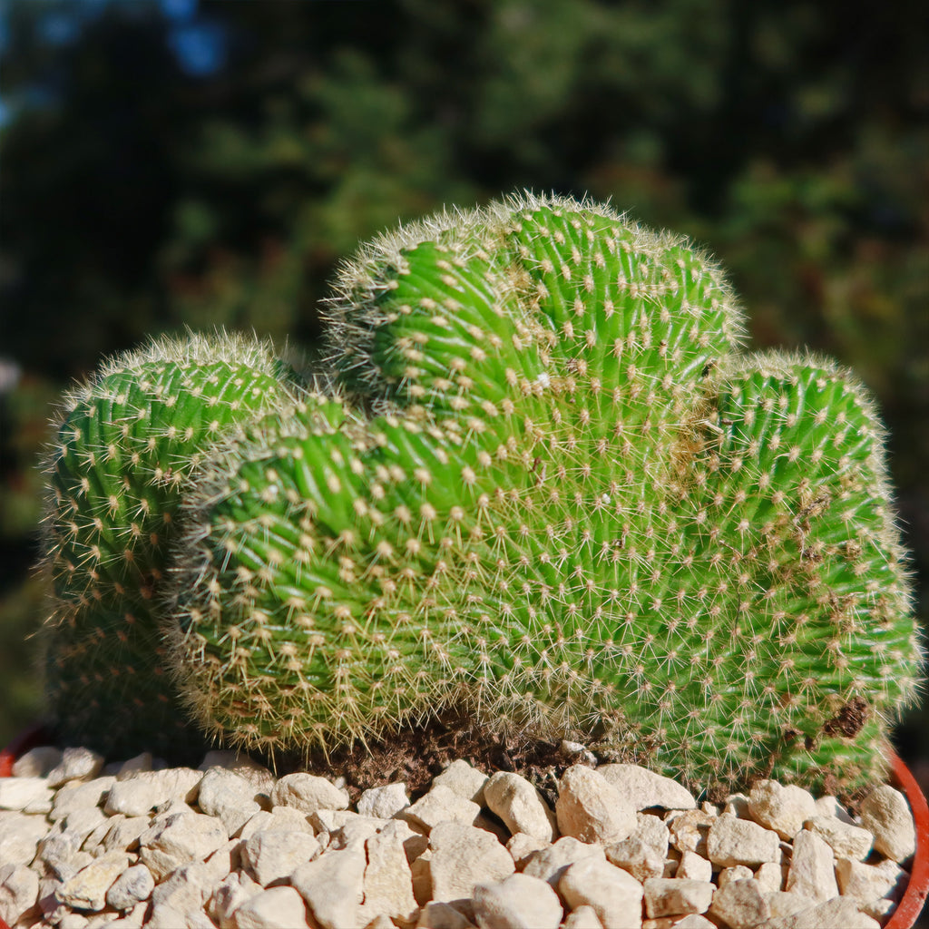 Trichocereus huascha cristata