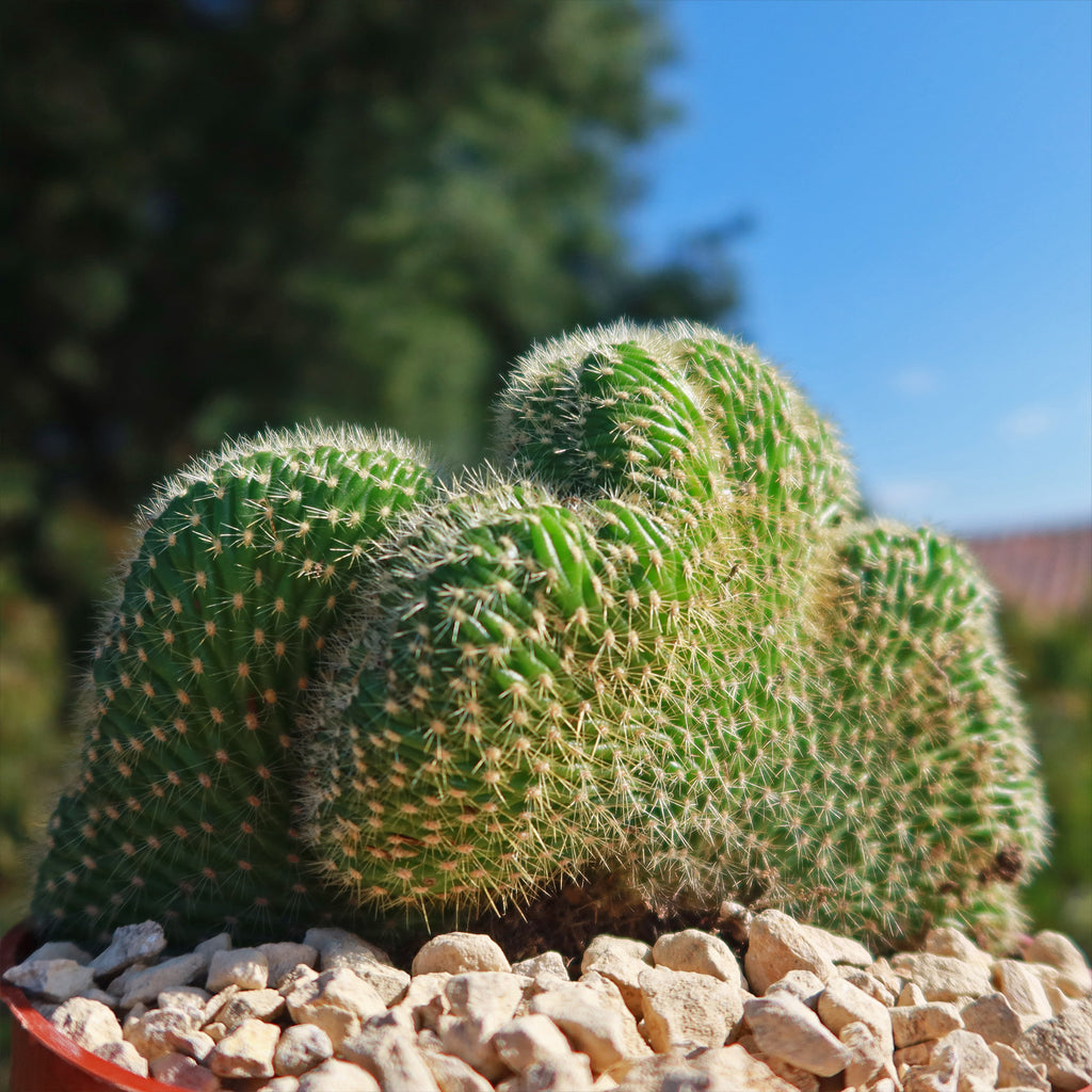 Trichocereus huascha cristata