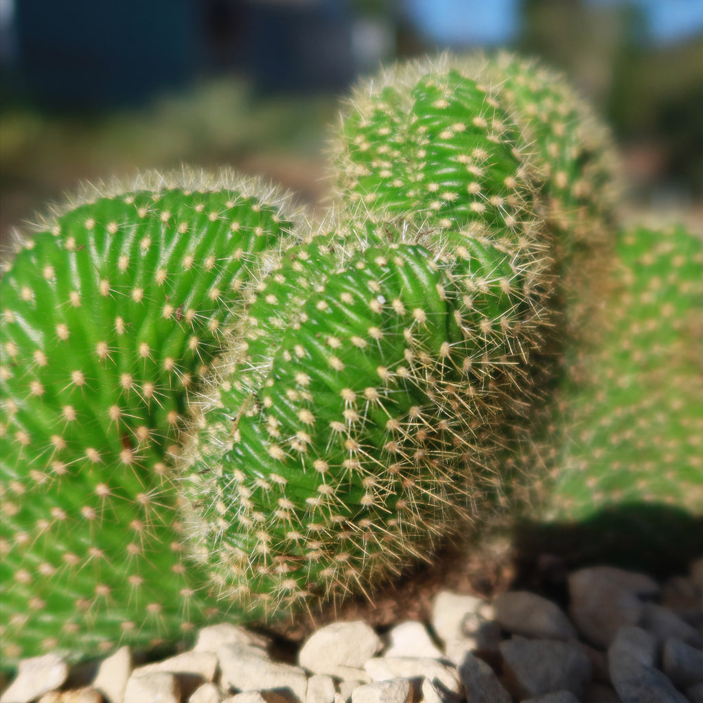Trichocereus huascha cristata