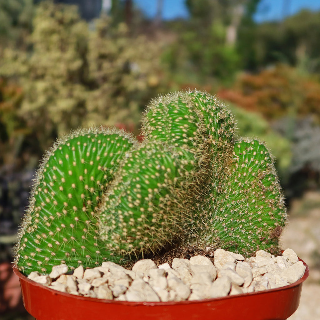 Trichocereus huascha cristata