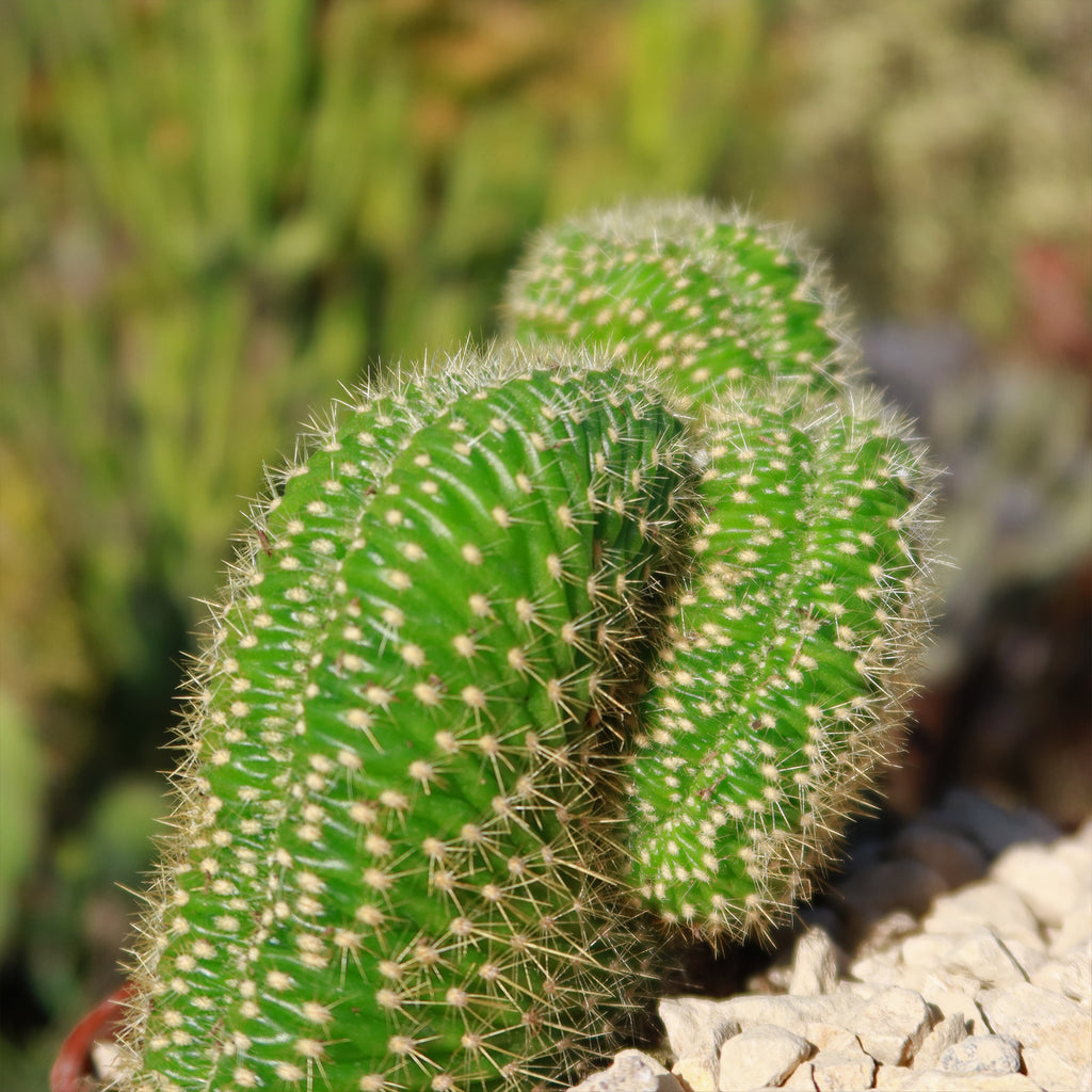Trichocereus huascha cristata