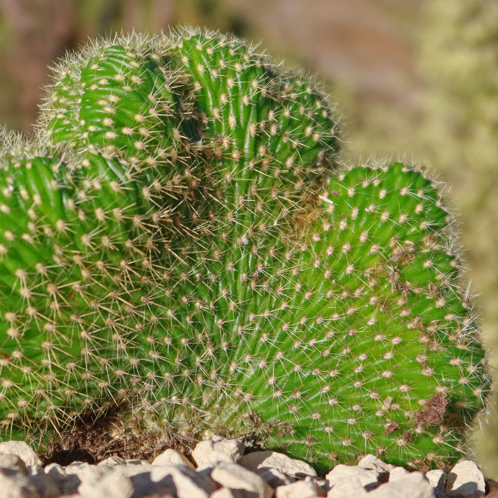 Trichocereus huascha cristata