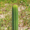 Golden Torch Cactus - Trichocereus spachianus