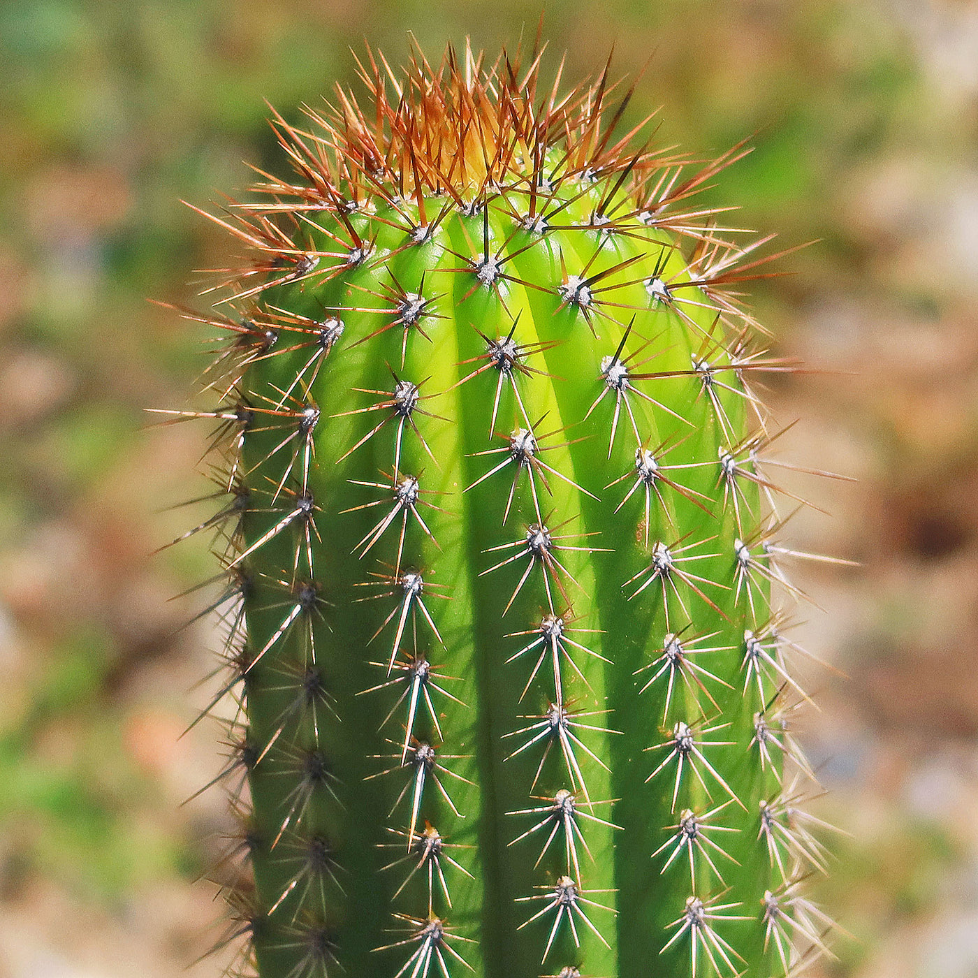 san pedro torch cactus Golden Torch Cactus