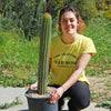 Golden Torch Cactus - Trichocereus spachianus