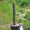 Golden Torch Cactus - Trichocereus spachianus