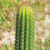 Golden Torch Cactus - Trichocereus spachianus