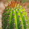 Golden Torch Cactus - Trichocereus spachianus