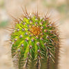 Golden Torch Cactus - Trichocereus spachianus