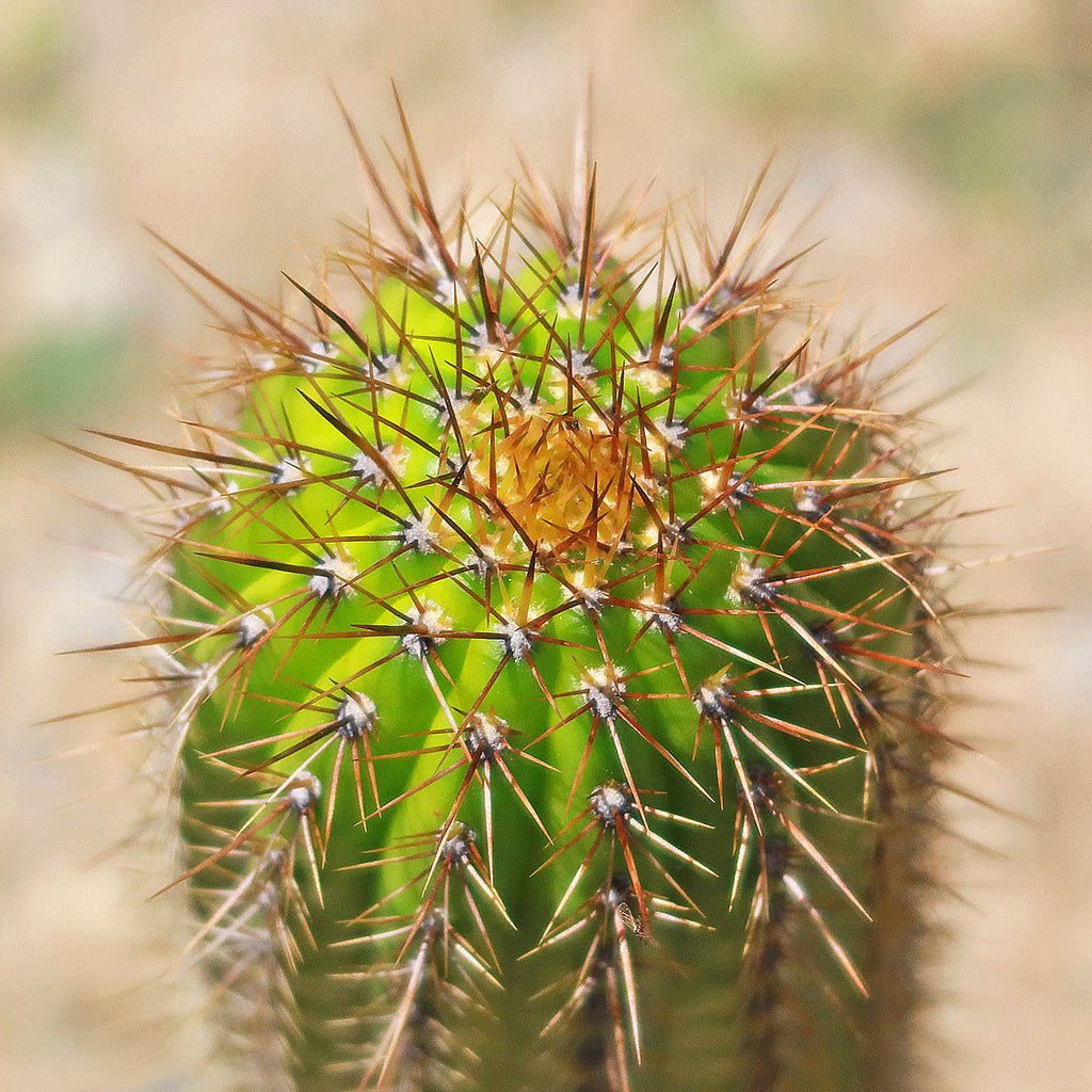 Golden Torch Cactus - Trichocereus spachianus
