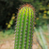 Golden Torch Cactus - Trichocereus spachianus