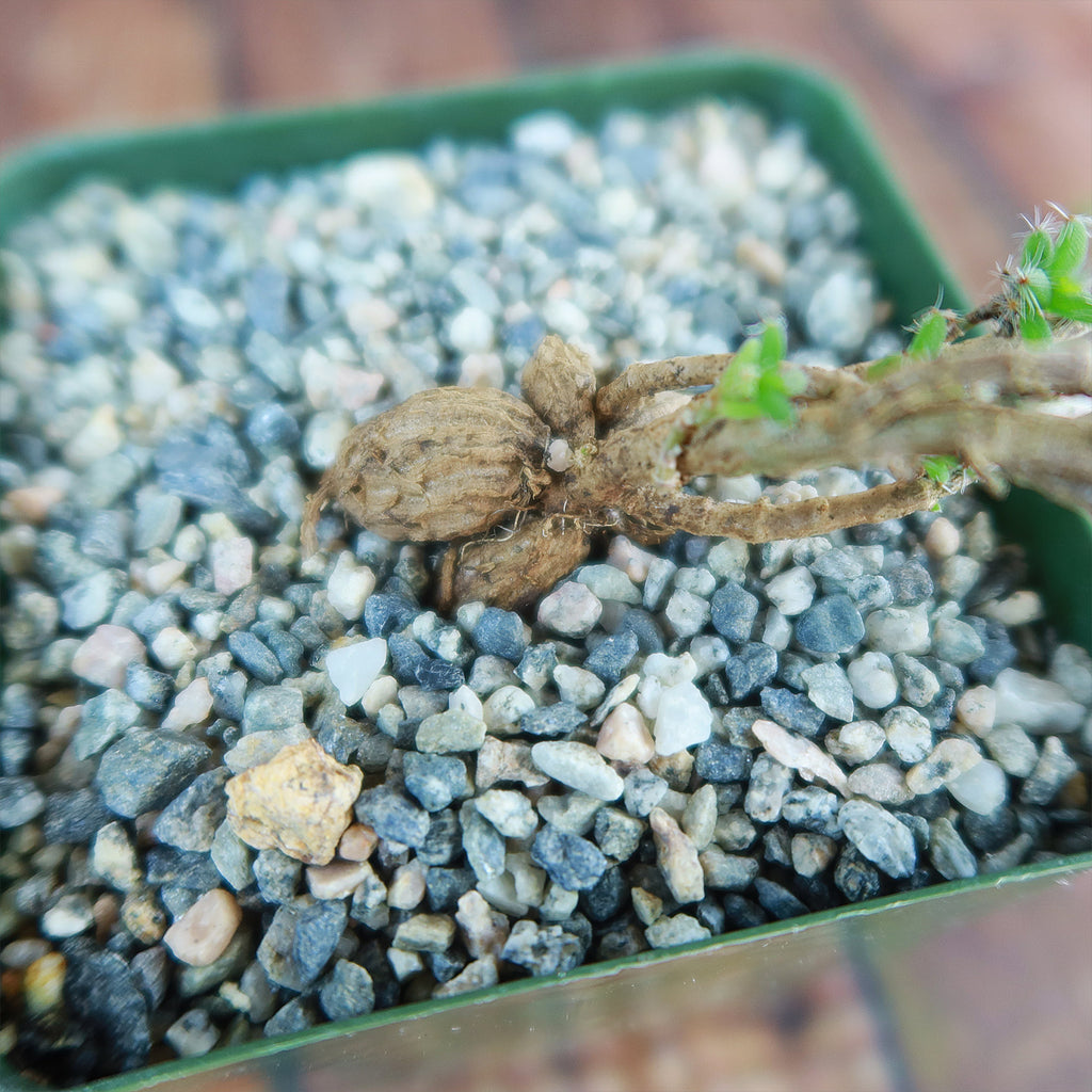 Trichodiadema bulbosom