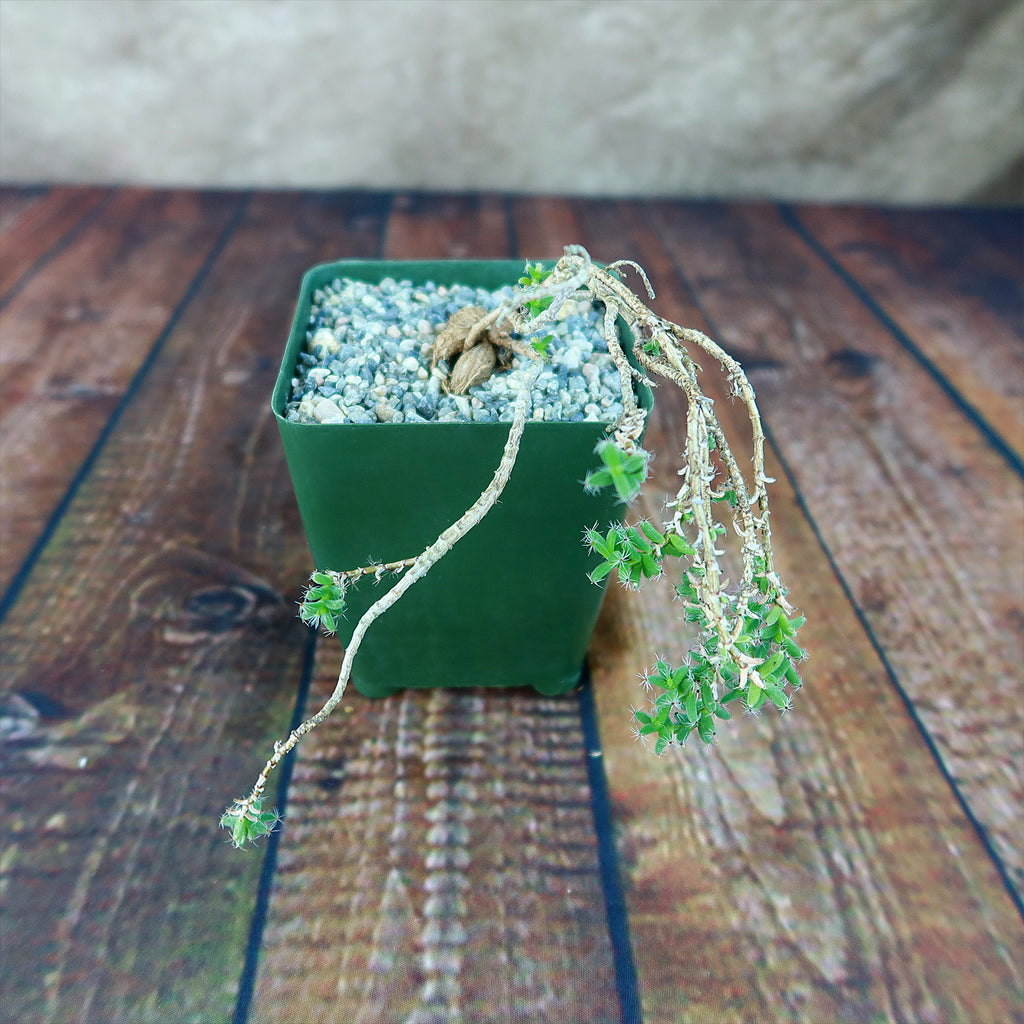 Trichodiadema bulbosom