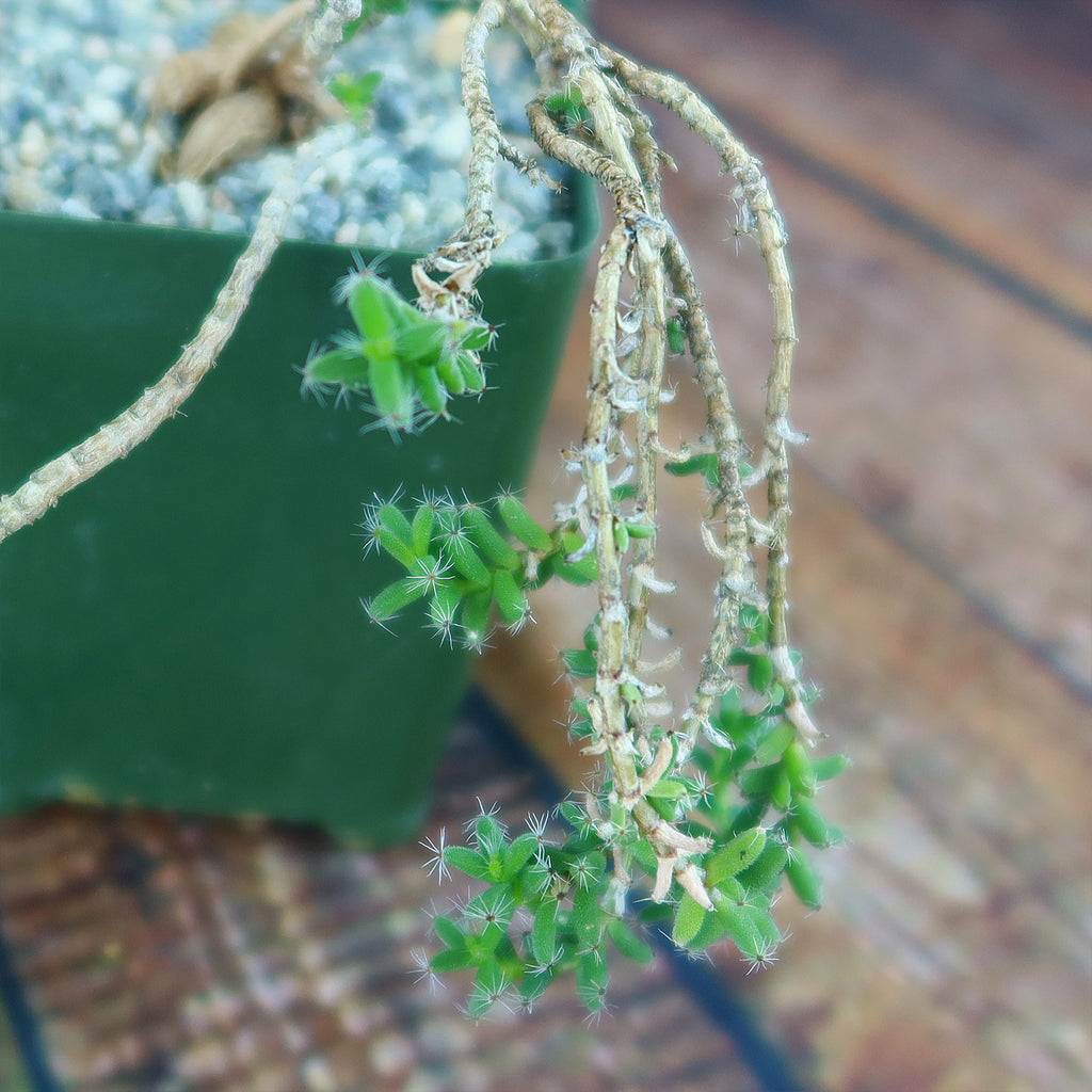 Trichodiadema bulbosom