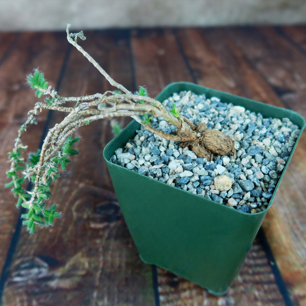 Trichodiadema bulbosom