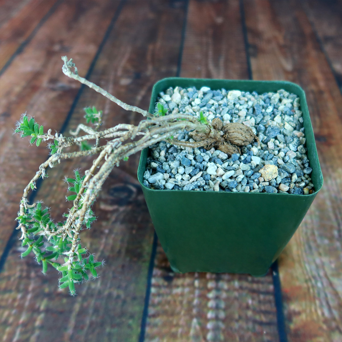 succulent plant with woody stem Buy Trichodiadema Bulbosum | Caudiciform Succulent