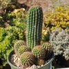 Trumpet Flower Cactus &