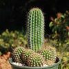 Trumpet Flower Cactus &