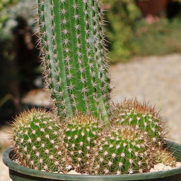 cactus house plants for sale Trumpet Flower Cactus 'Tricholobivia Hybrid' 4" pot