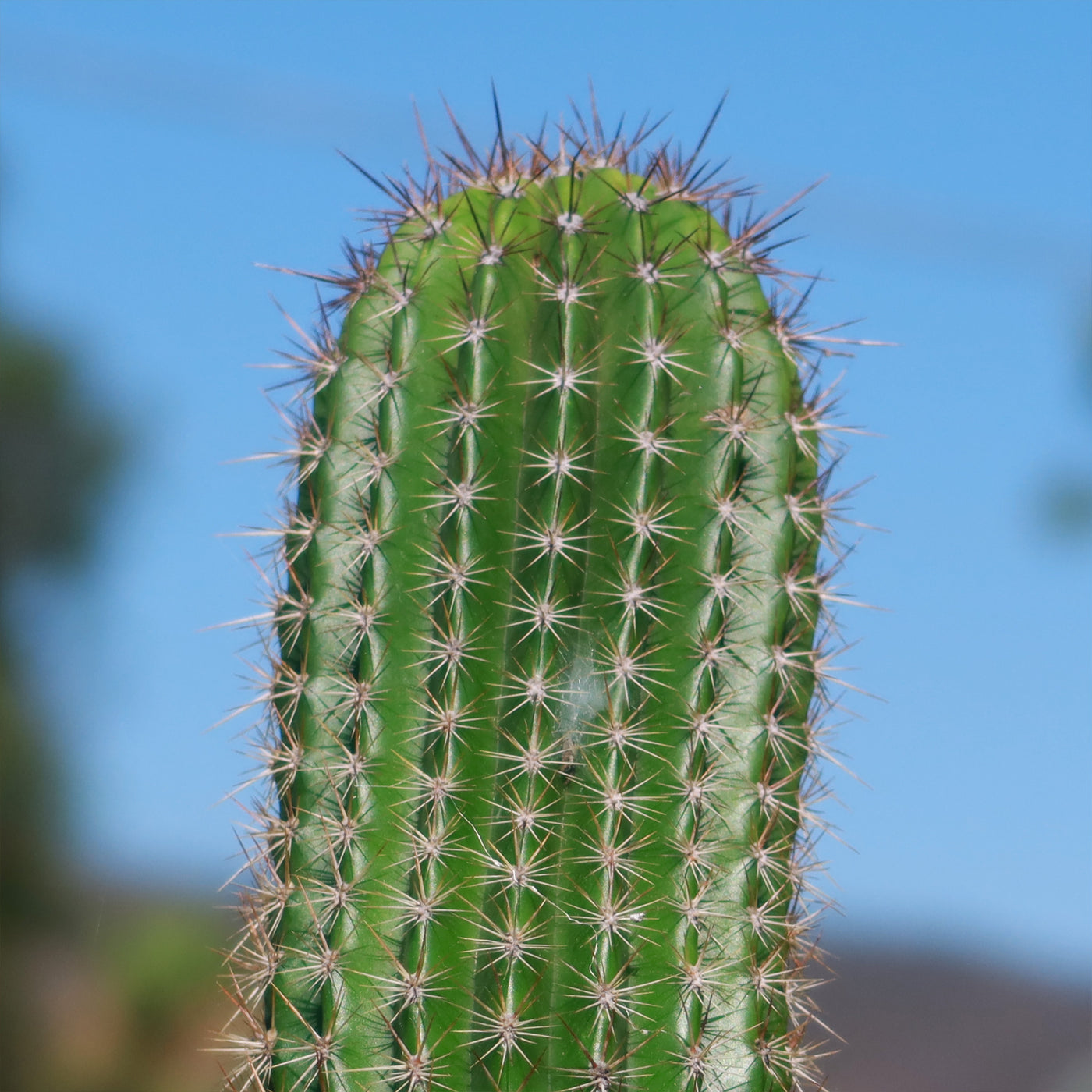 Trumpet Flower Cactus 'Tricholobivia Hybrid'