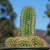 Trumpet Flower Cactus &