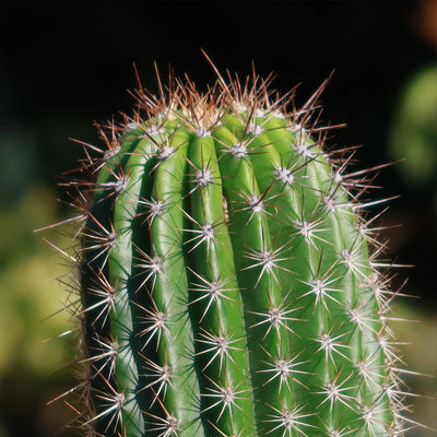 Trumpet Flower Cactus 'Tricholobivia Hybrid'