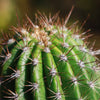 Trumpet Flower Cactus &